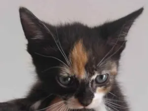 Gato raça SRD-ViraLata idade Abaixo de 2 meses nome sem nome