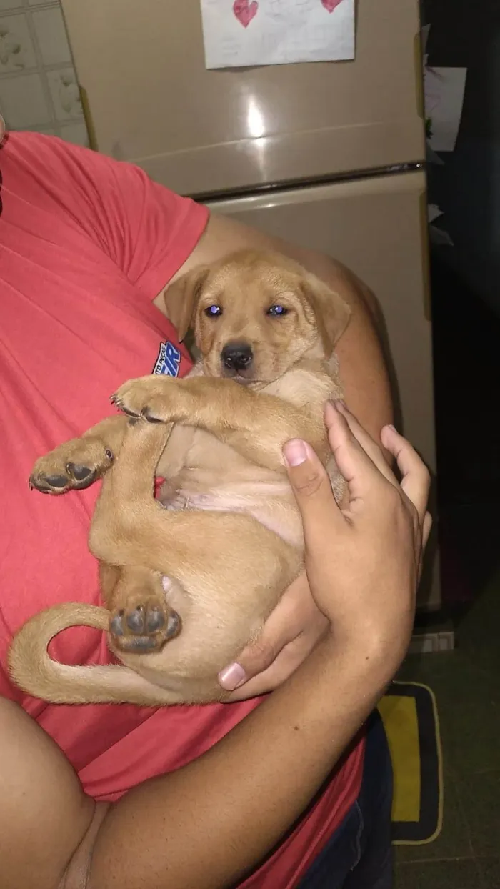 Cachorro ra a SRD-ViraLata idade Abaixo de 2 meses nome Sem nome ainda 