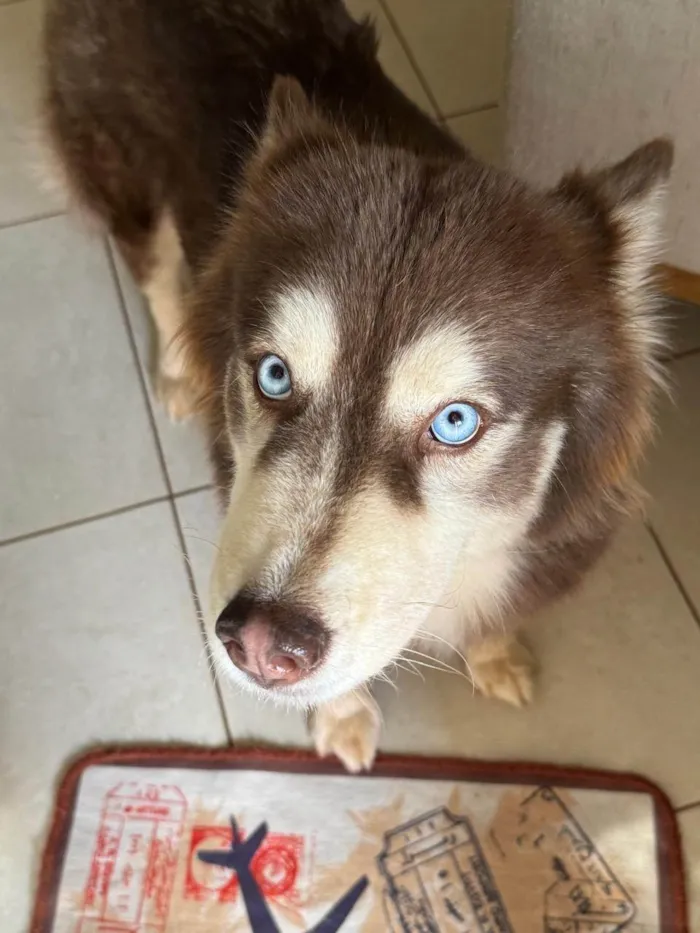 Cachorro ra a Husky Siberiano idade 4 anos nome Husk