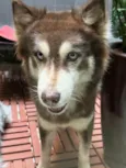 Husk