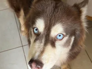 Cachorro raça Husky Siberiano idade 4 anos nome Husk