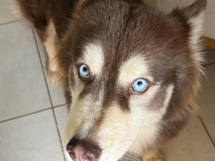 Cachorro ra a Husky Siberiano idade 4 anos nome Husk