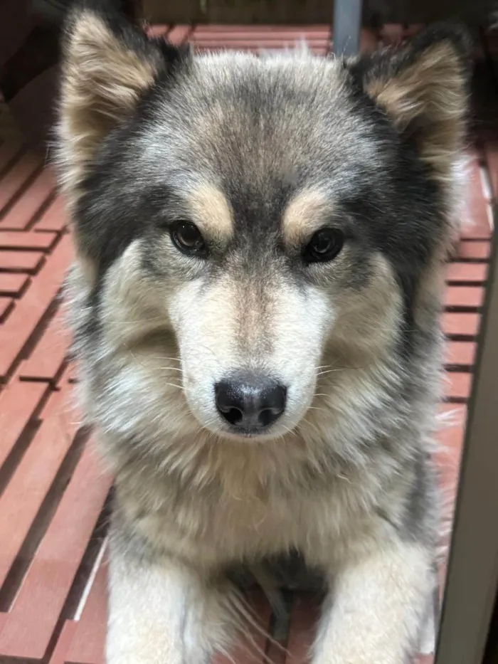 Cachorro ra a Husky Siberiano idade 4 anos nome Husk