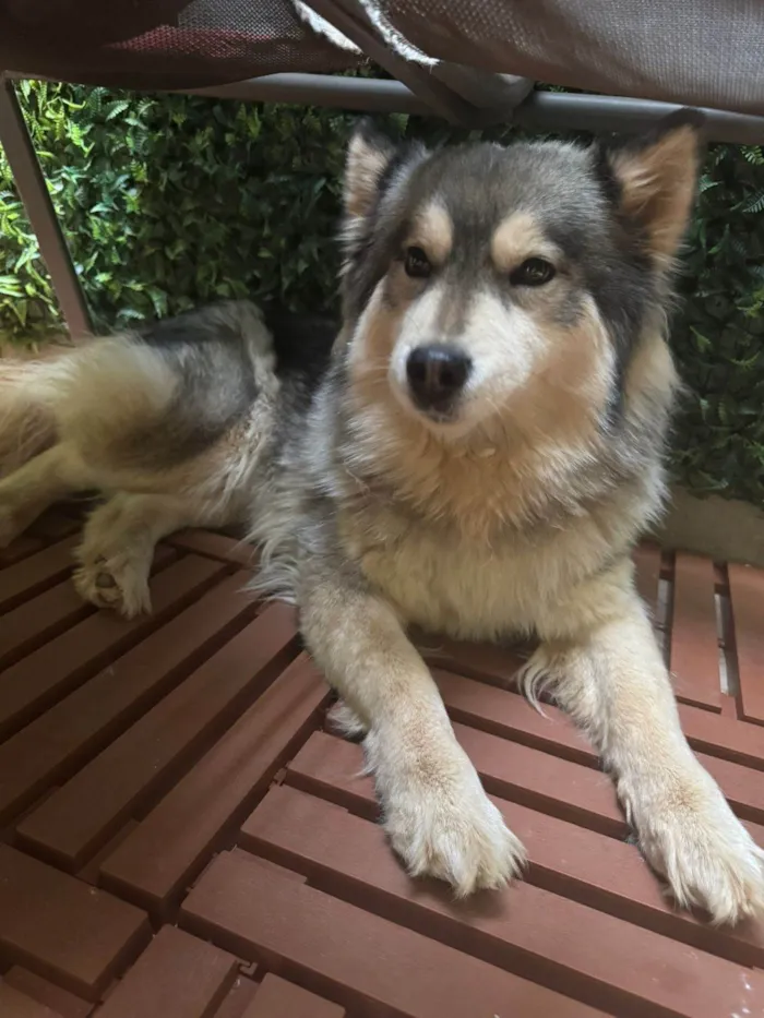 Cachorro ra a Husky Siberiano idade 4 anos nome Husk