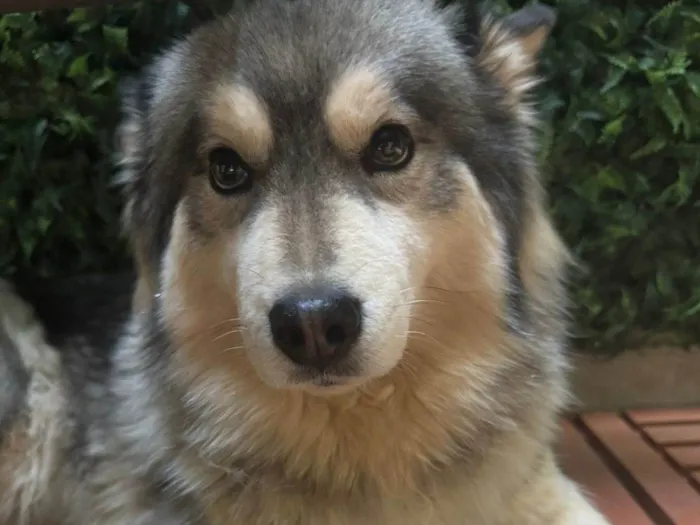 Cachorro ra a Husky Siberiano idade 4 anos nome Husk