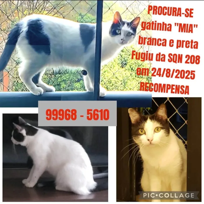 Gato ra a SRD-ViraLata idade 4 anos nome Mia