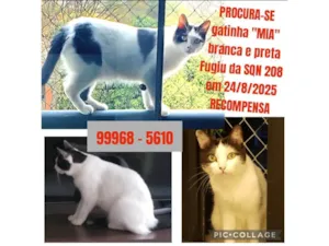 Gato raça SRD-ViraLata idade 4 anos nome Mia