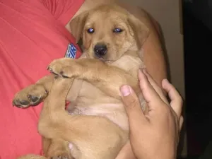 Cachorro raça SRD-ViraLata idade Abaixo de 2 meses nome Sem nome ainda 