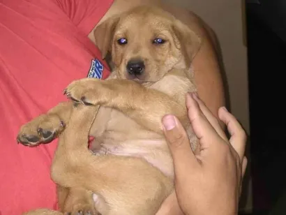Cachorro raça SRD-ViraLata idade Abaixo de 2 meses nome Sem nome ainda 