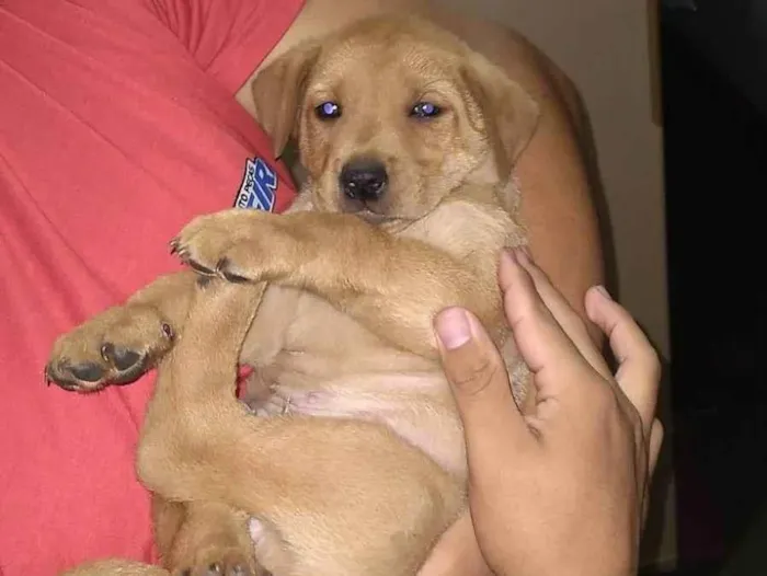 Cachorro ra a SRD-ViraLata idade Abaixo de 2 meses nome Sem nome ainda 