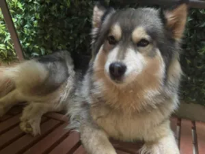 Cachorro raça Husky Siberiano idade 4 anos nome Husk
