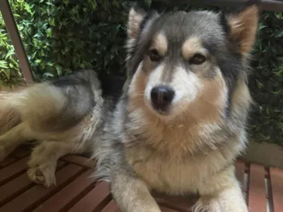 Cachorro raça Husky Siberiano idade 4 anos nome Husk