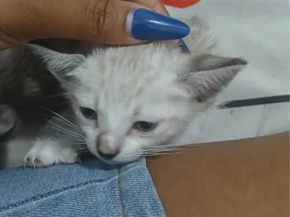 Gato raça SRD-ViraLata idade 2 a 6 meses nome Lua 