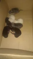 Não possuem nomes