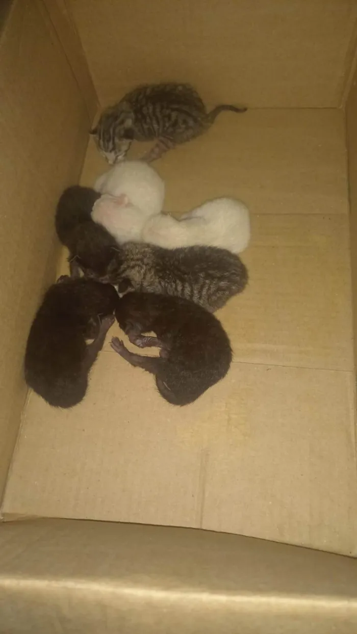 Gato ra a SRD-ViraLata idade Abaixo de 2 meses nome Não possuem nomes
