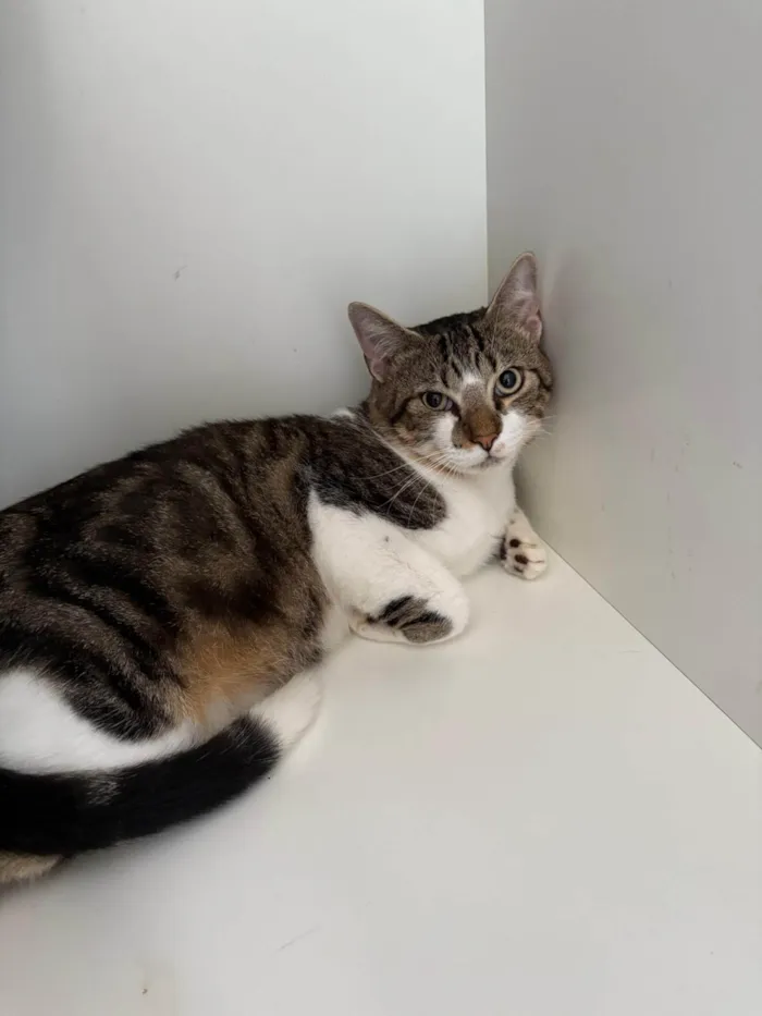 Gato ra a SRD-ViraLata idade 7 a 11 meses nome Brilhoso