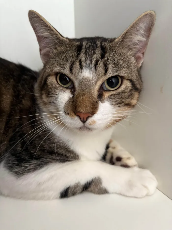 Gato ra a SRD-ViraLata idade 7 a 11 meses nome Brilhoso