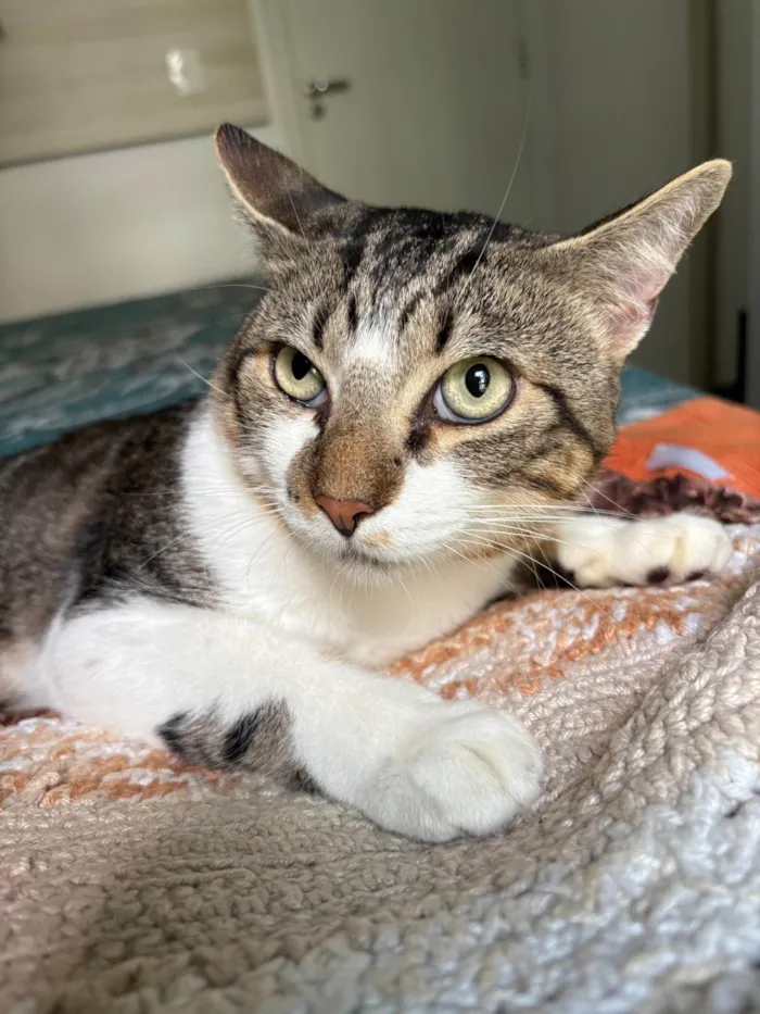 Gato ra a SRD-ViraLata idade 7 a 11 meses nome Brilhoso