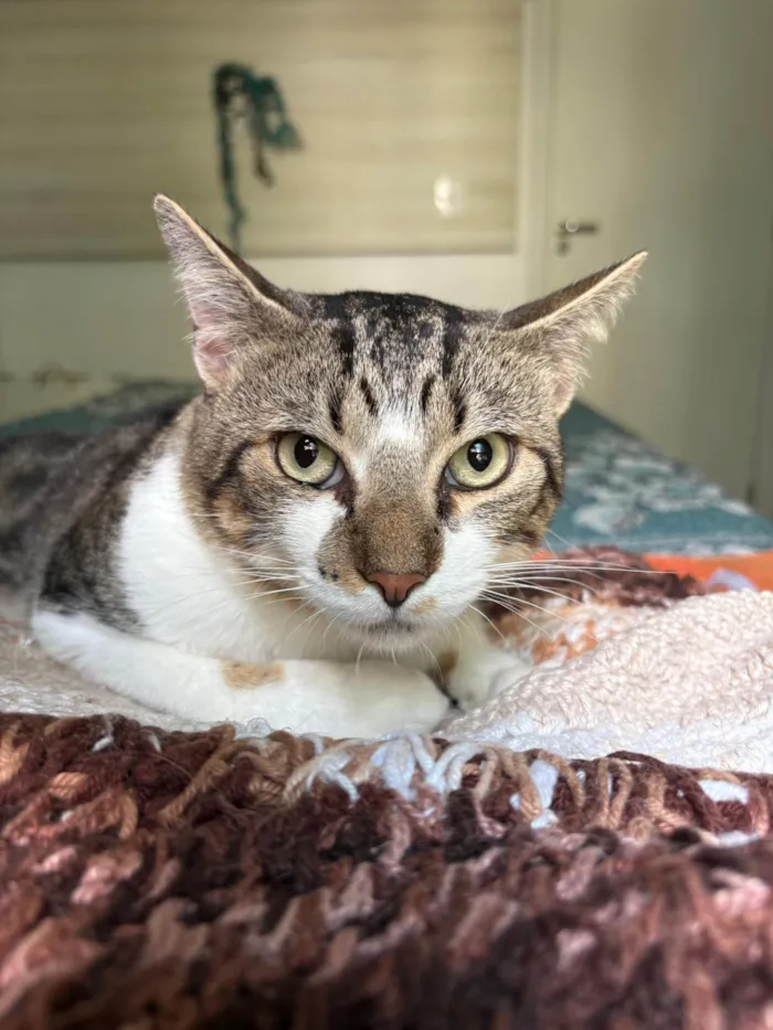 Gato ra a SRD-ViraLata idade 7 a 11 meses nome Brilhoso