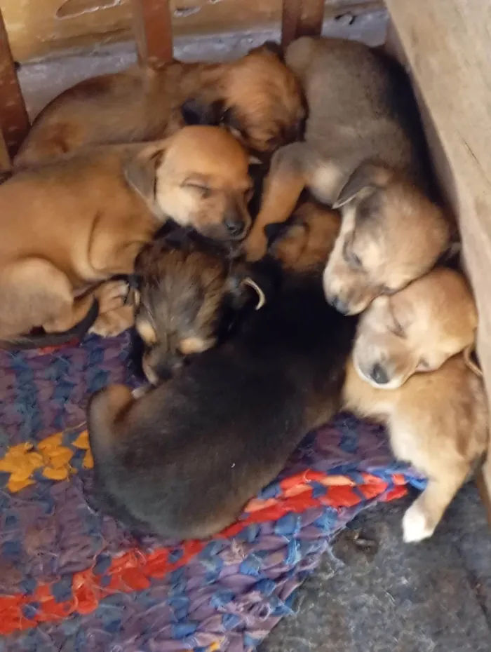Cachorro ra a SRD-ViraLata idade Abaixo de 2 meses nome Filhotes 