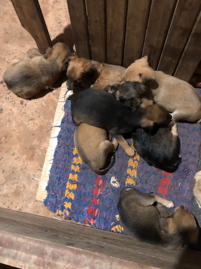 Cachorro ra a SRD-ViraLata idade Abaixo de 2 meses nome Filhotes 