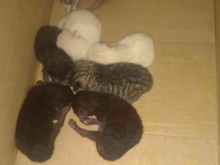 Gato ra a SRD-ViraLata idade Abaixo de 2 meses nome Não possuem nomes