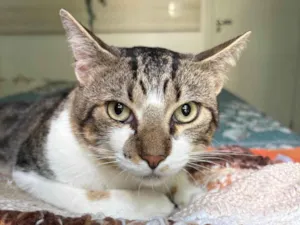 Gato raça SRD-ViraLata idade 7 a 11 meses nome Brilhoso