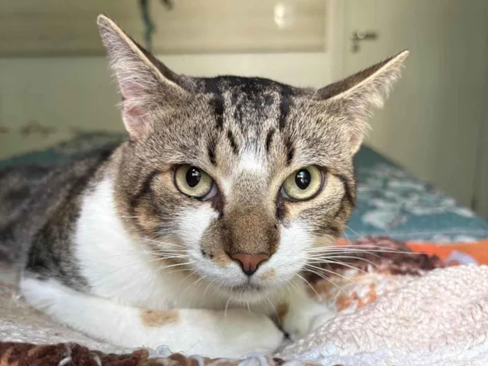 Gato ra a SRD-ViraLata idade 7 a 11 meses nome Brilhoso
