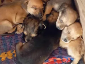 Cachorro raça SRD-ViraLata idade Abaixo de 2 meses nome Filhotes 