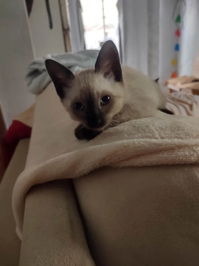 Gato ra a SRD-ViraLata idade Abaixo de 2 meses nome FLOR