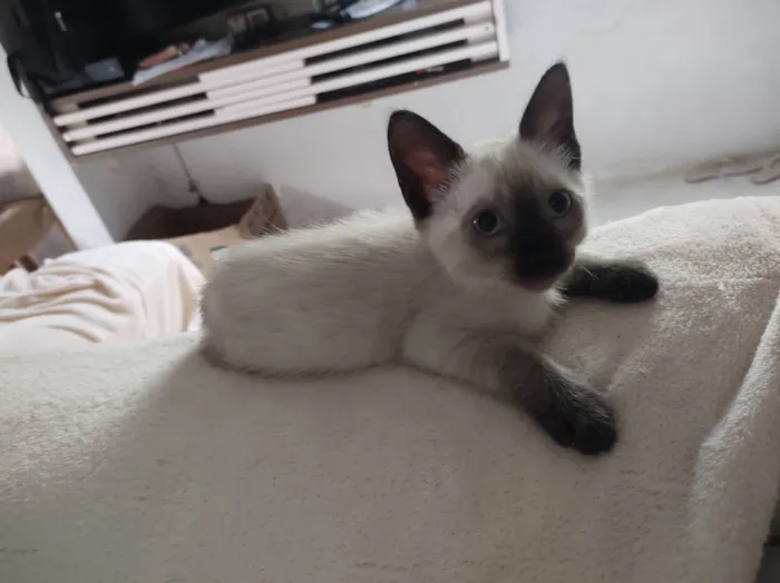 Gato ra a SRD-ViraLata idade Abaixo de 2 meses nome FLOR