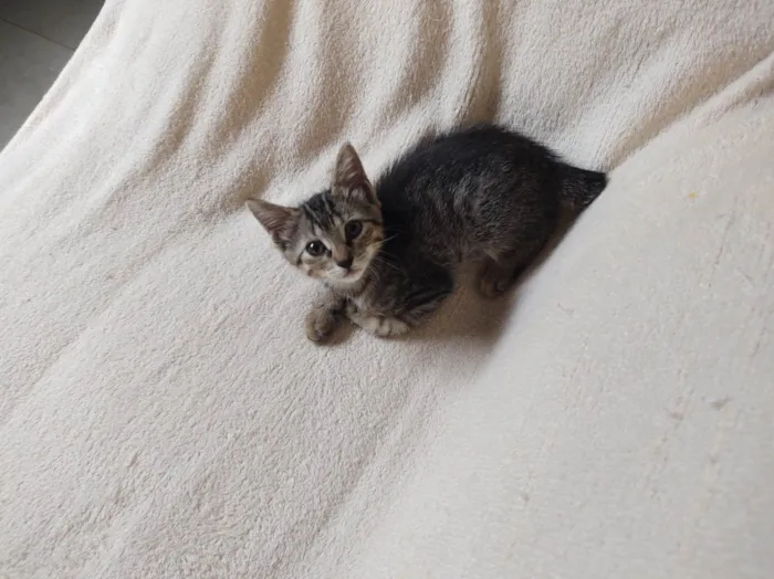 Gato ra a SRD-ViraLata idade Abaixo de 2 meses nome jujuba