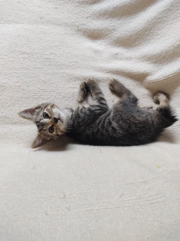 Gato ra a SRD-ViraLata idade Abaixo de 2 meses nome jujuba