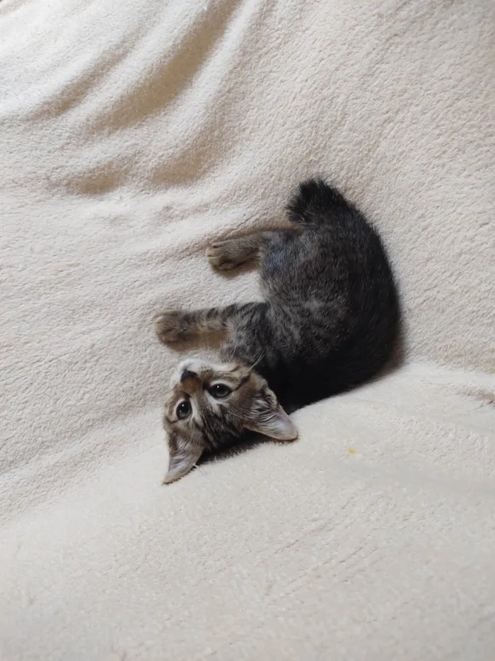 Gato ra a SRD-ViraLata idade Abaixo de 2 meses nome jujuba