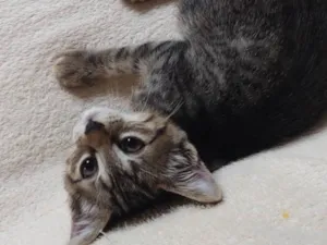 Gato raça SRD-ViraLata idade Abaixo de 2 meses nome jujuba