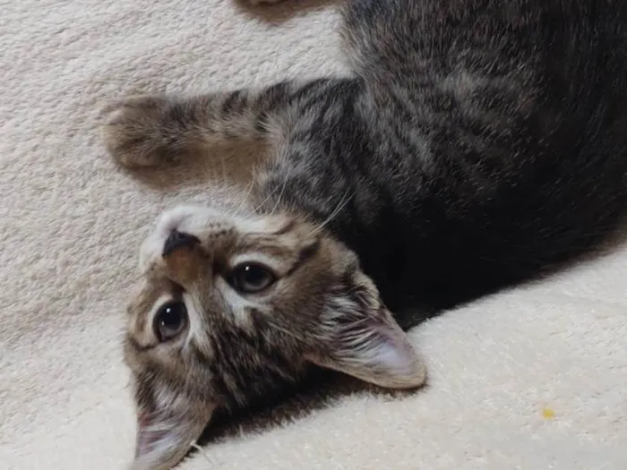 Gato ra a SRD-ViraLata idade Abaixo de 2 meses nome jujuba