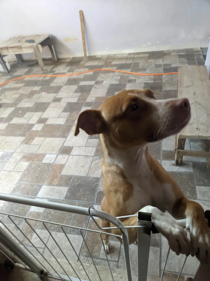 Cachorro ra a SRD-ViraLata idade 7 a 11 meses nome Cuca