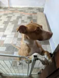Cuca