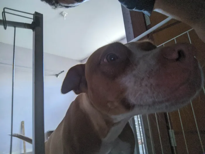 Cachorro ra a SRD-ViraLata idade 7 a 11 meses nome Cuca