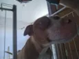 Cuca