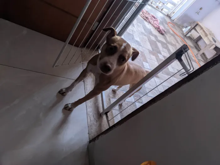 Cachorro ra a SRD-ViraLata idade 7 a 11 meses nome Cuca