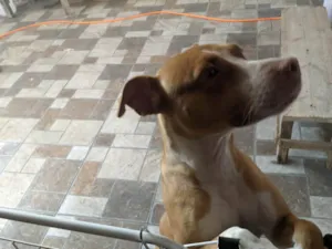 Cachorro raça SRD-ViraLata idade 7 a 11 meses nome Cuca