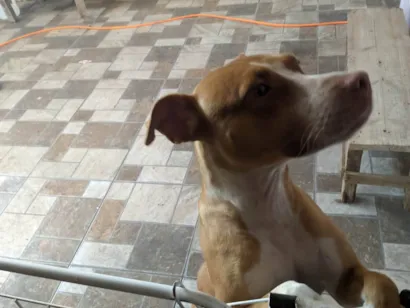 Cachorro raça SRD-ViraLata idade 7 a 11 meses nome Cuca