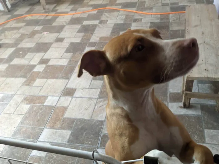 Cachorro ra a SRD-ViraLata idade 7 a 11 meses nome Cuca