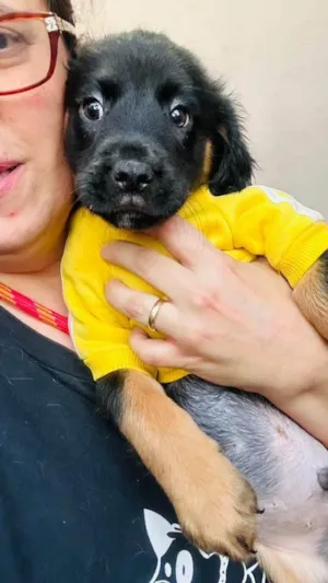 Cachorro raça SRD-ViraLata idade 2 a 6 meses nome Zion 