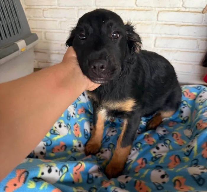 Cachorro ra a SRD-ViraLata idade 2 a 6 meses nome Zion 