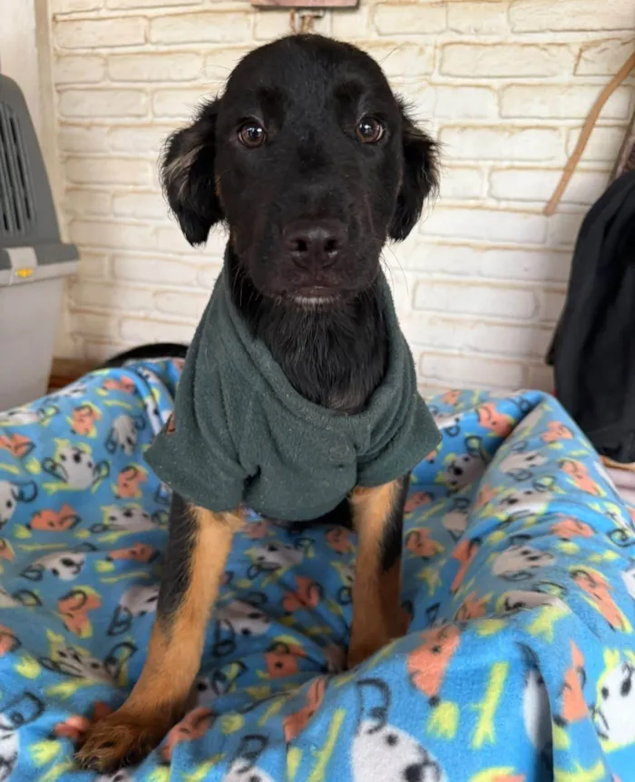 Cachorro ra a SRD-ViraLata idade 2 a 6 meses nome Zion 