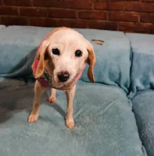 Cachorro raça SRD-ViraLata idade 6 ou mais anos nome Jolie