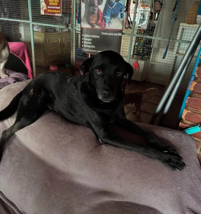 Cachorro ra a SRD-ViraLata idade 3 anos nome Oreo