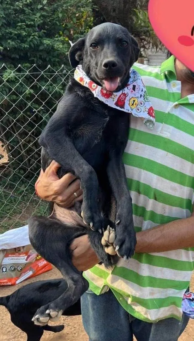 Cachorro ra a SRD-ViraLata idade 3 anos nome Oreo